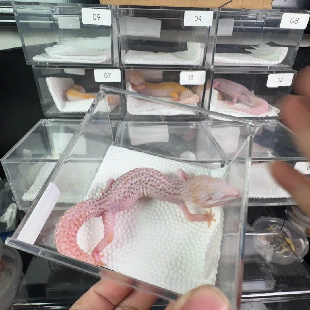 豹纹守宫超级雪花雷达弟弟