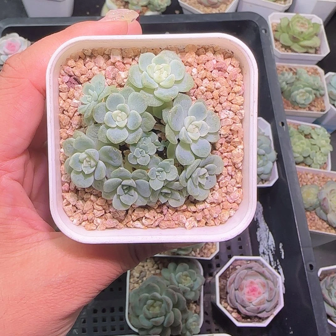 芬***h财富99喜欢喜欢爱了