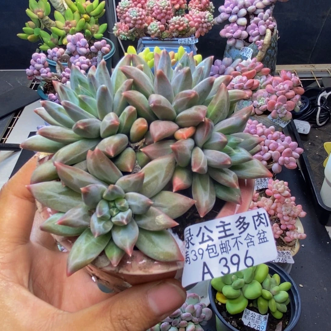 396幻影美人多肉7c m