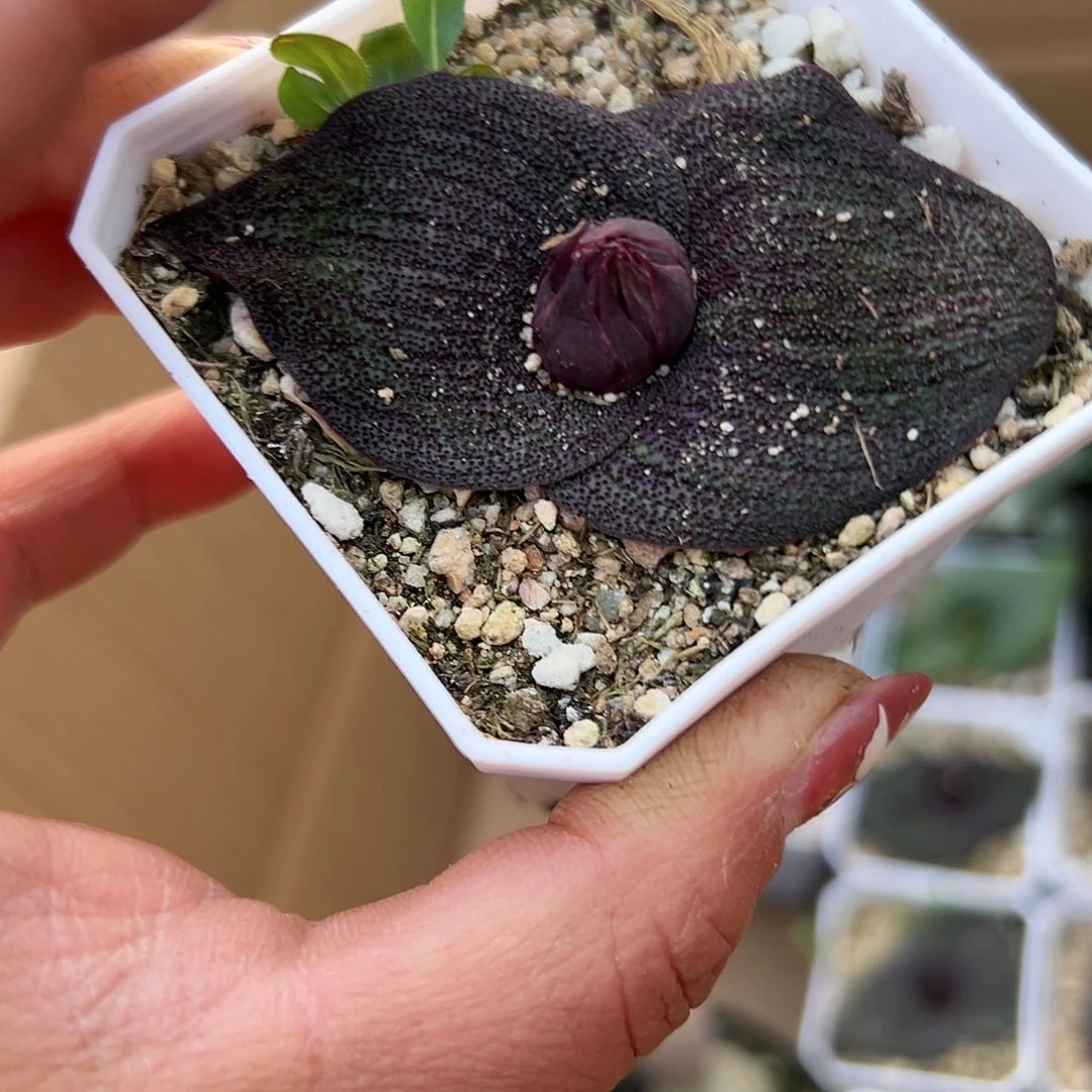 多肉葡萄紫镜开花