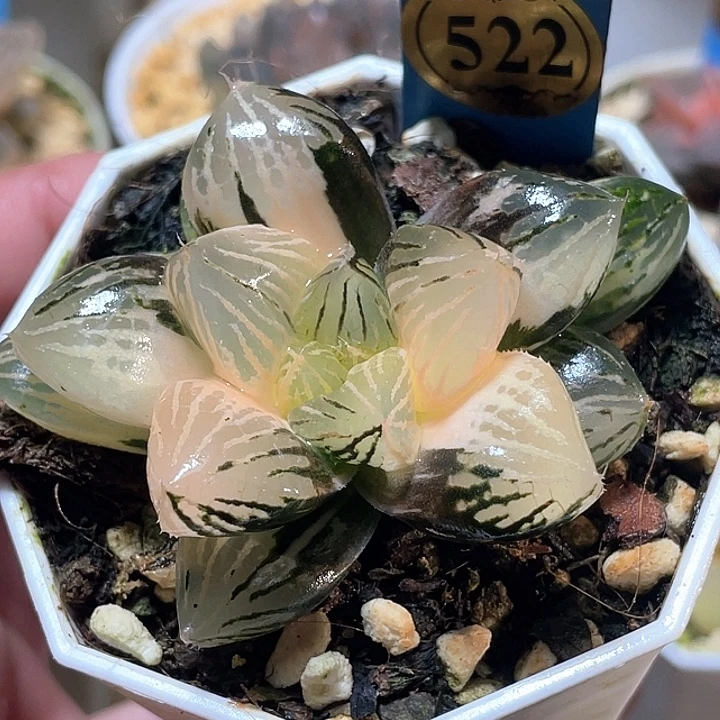 522chiyanyulujintexuanfuli。