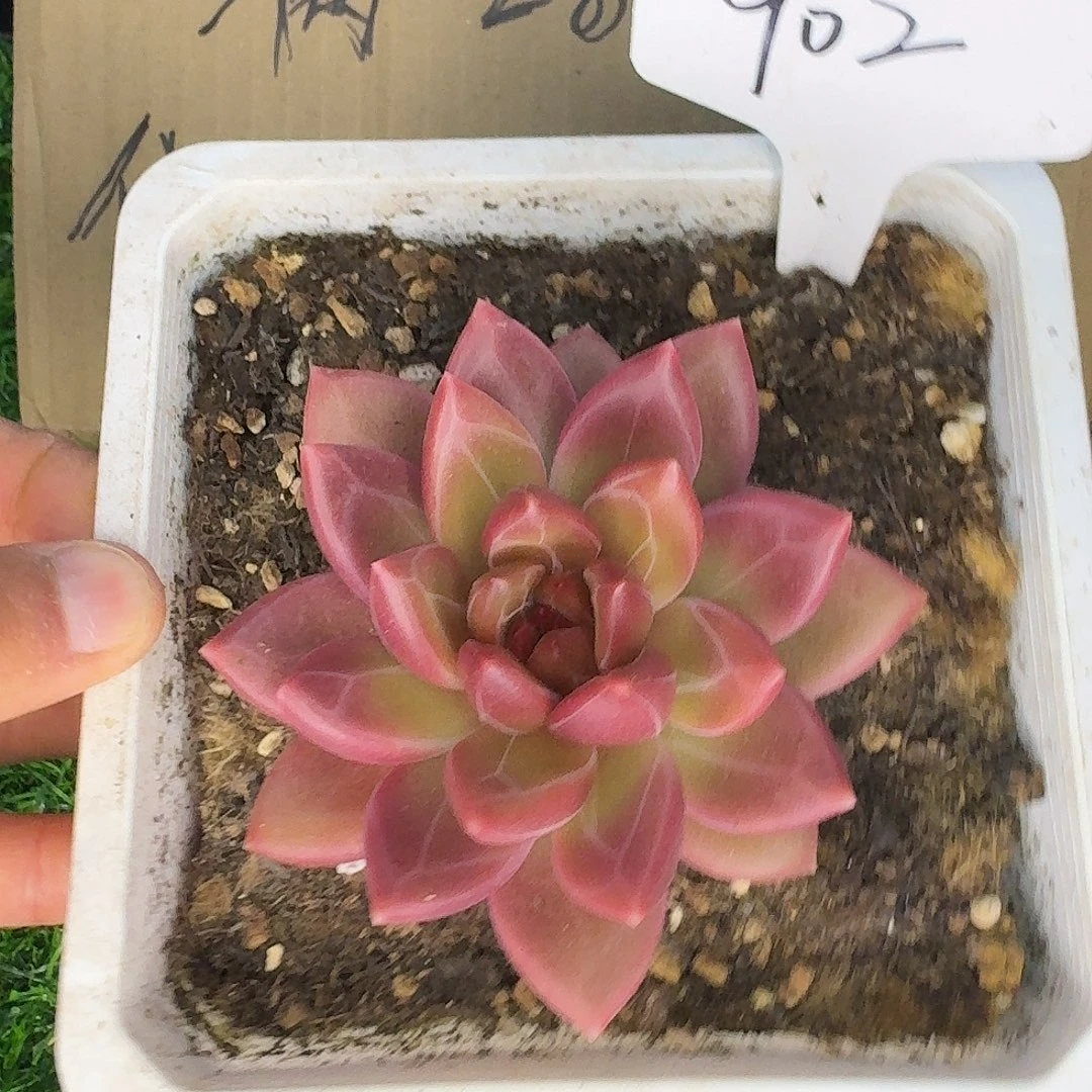 云南多肉小栈迷雾泡泡902