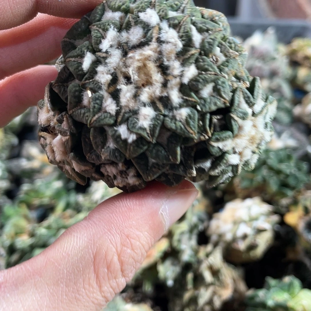 21号自根群生轻微战损黑