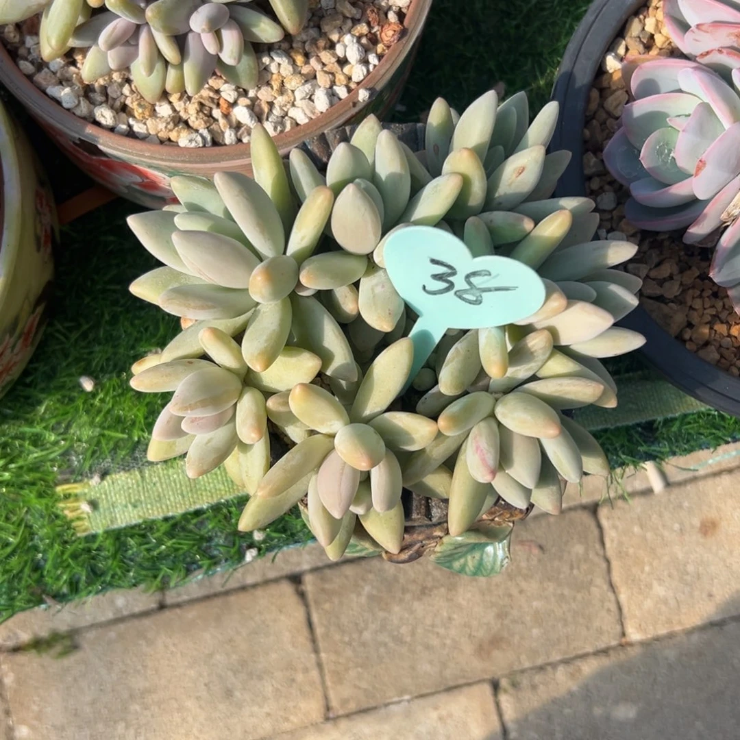 灼***梁多肉植物一物一拍