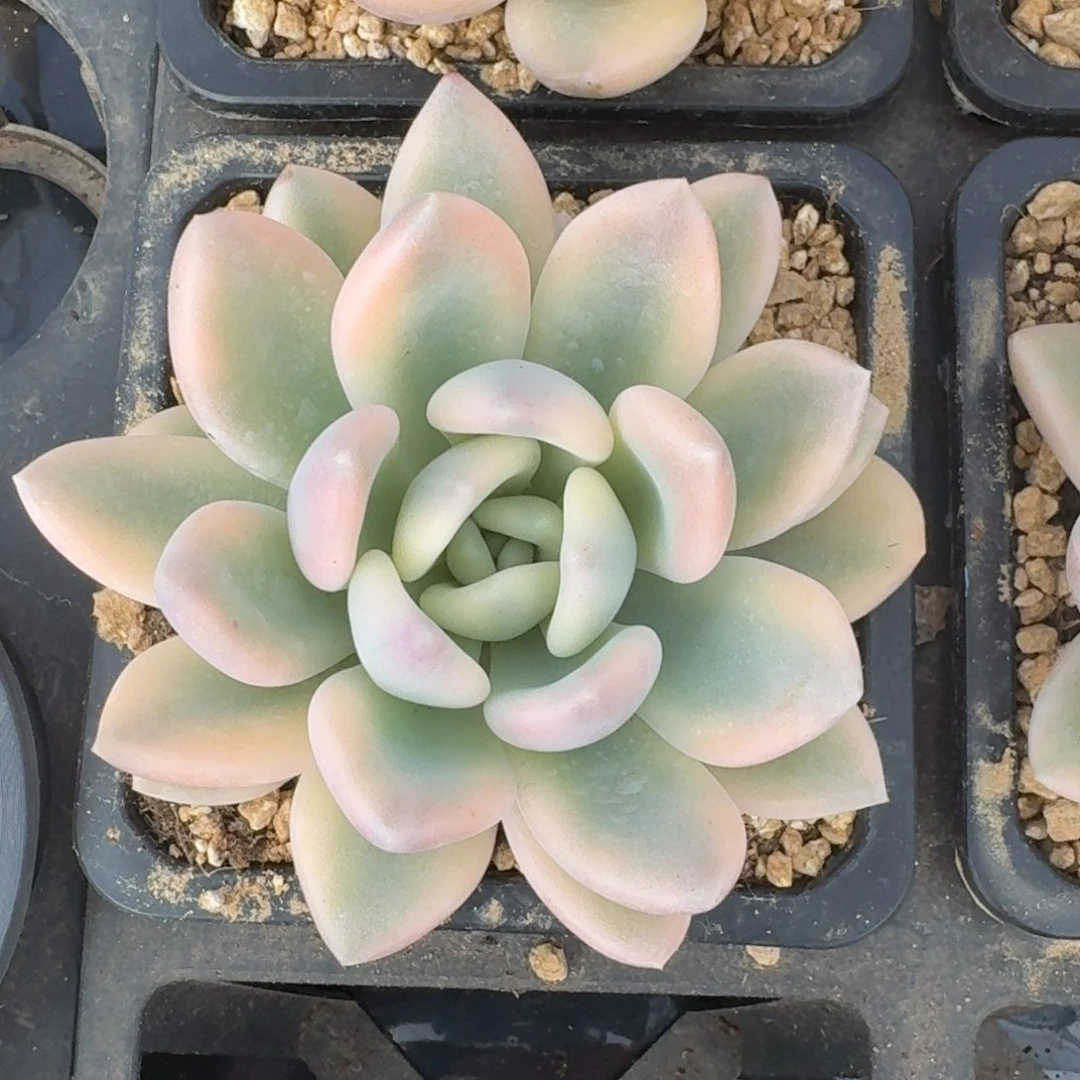 奥普一物一拍多肉覆轮