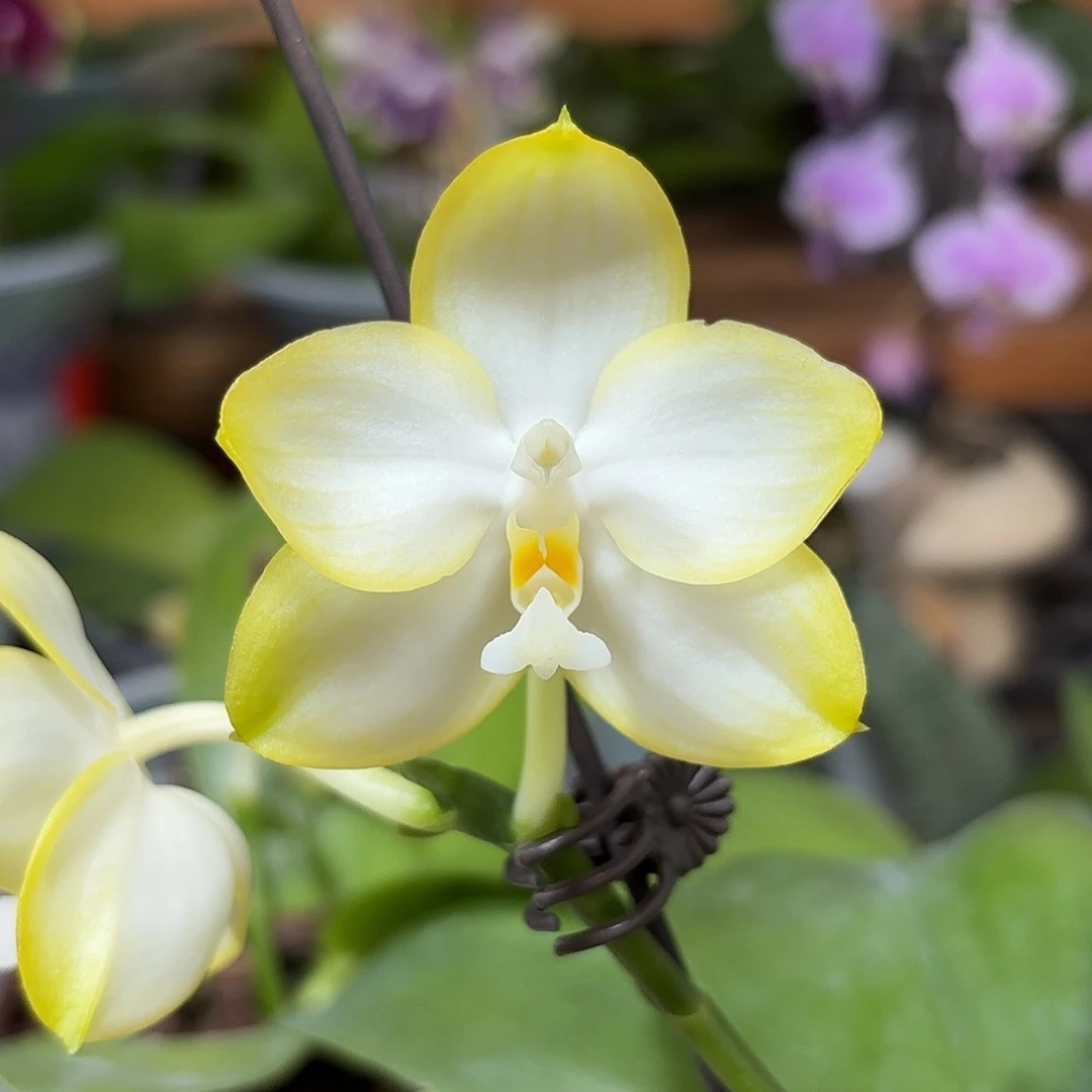 大部分开放少量花苞香到没朋友