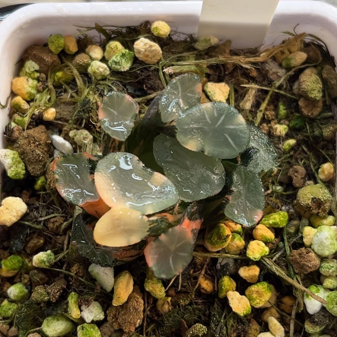 100欧大宝万象锦（叶片有伤介意勿拍）福利专场