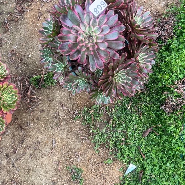 君*668黑金刚多肉植物回来