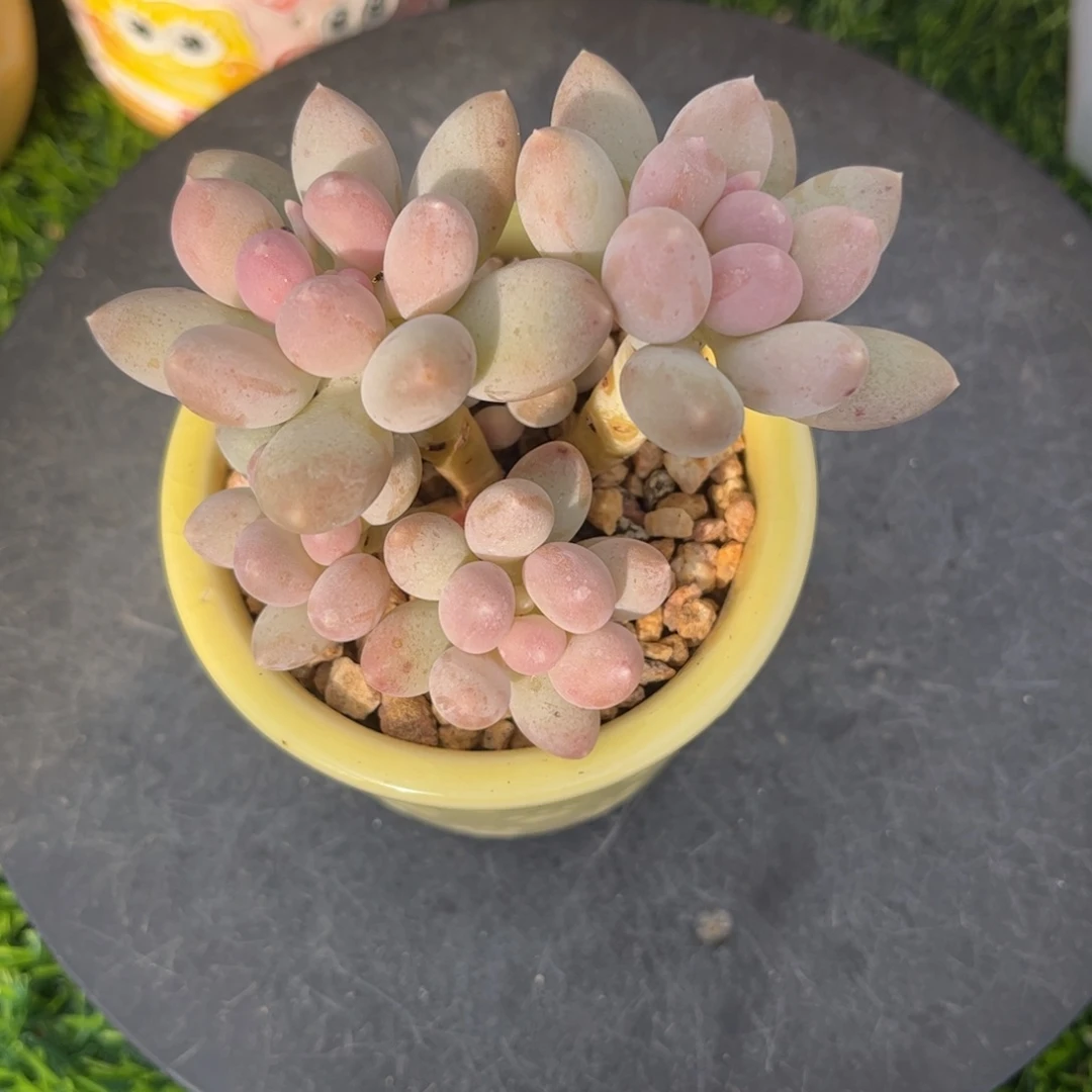 汉堡奶老桩一物一拍