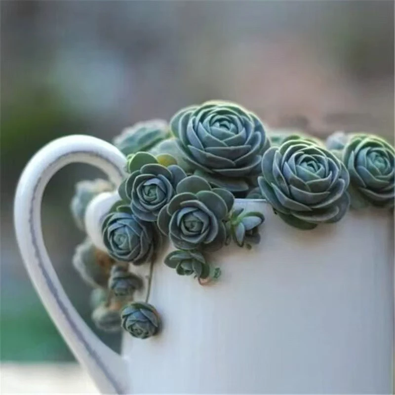 （满15元包邮）单头①子持莲花多肉带土球发货