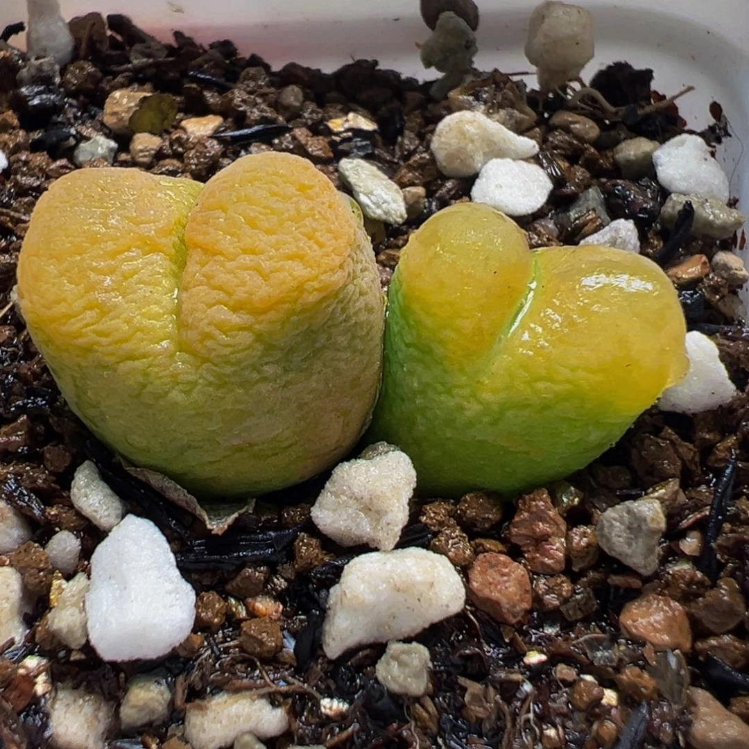 985多肉植物种类多样