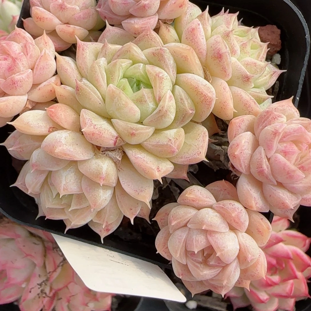 花语逸境0219-170