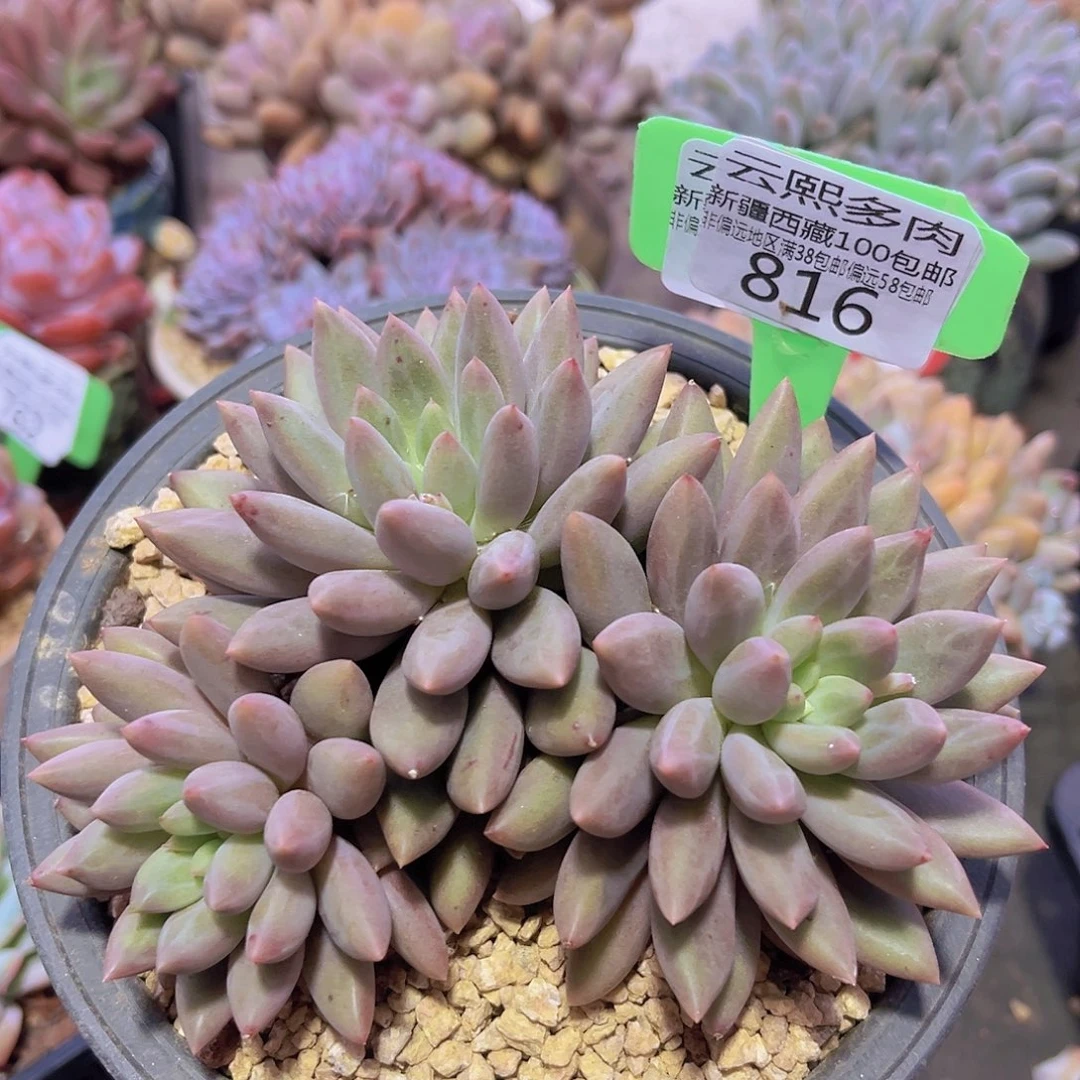 816红蜻蜓多肉植物