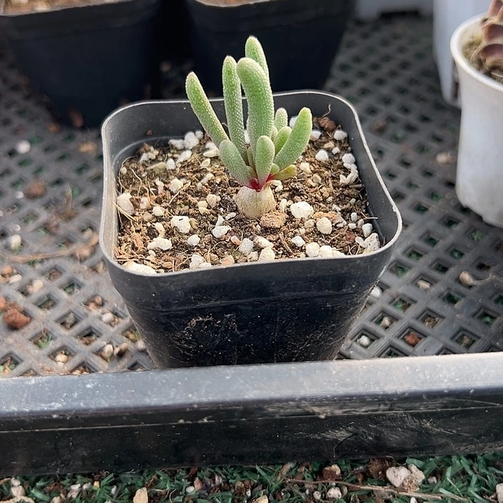 黄花淡青霜，一物一拍，带盆