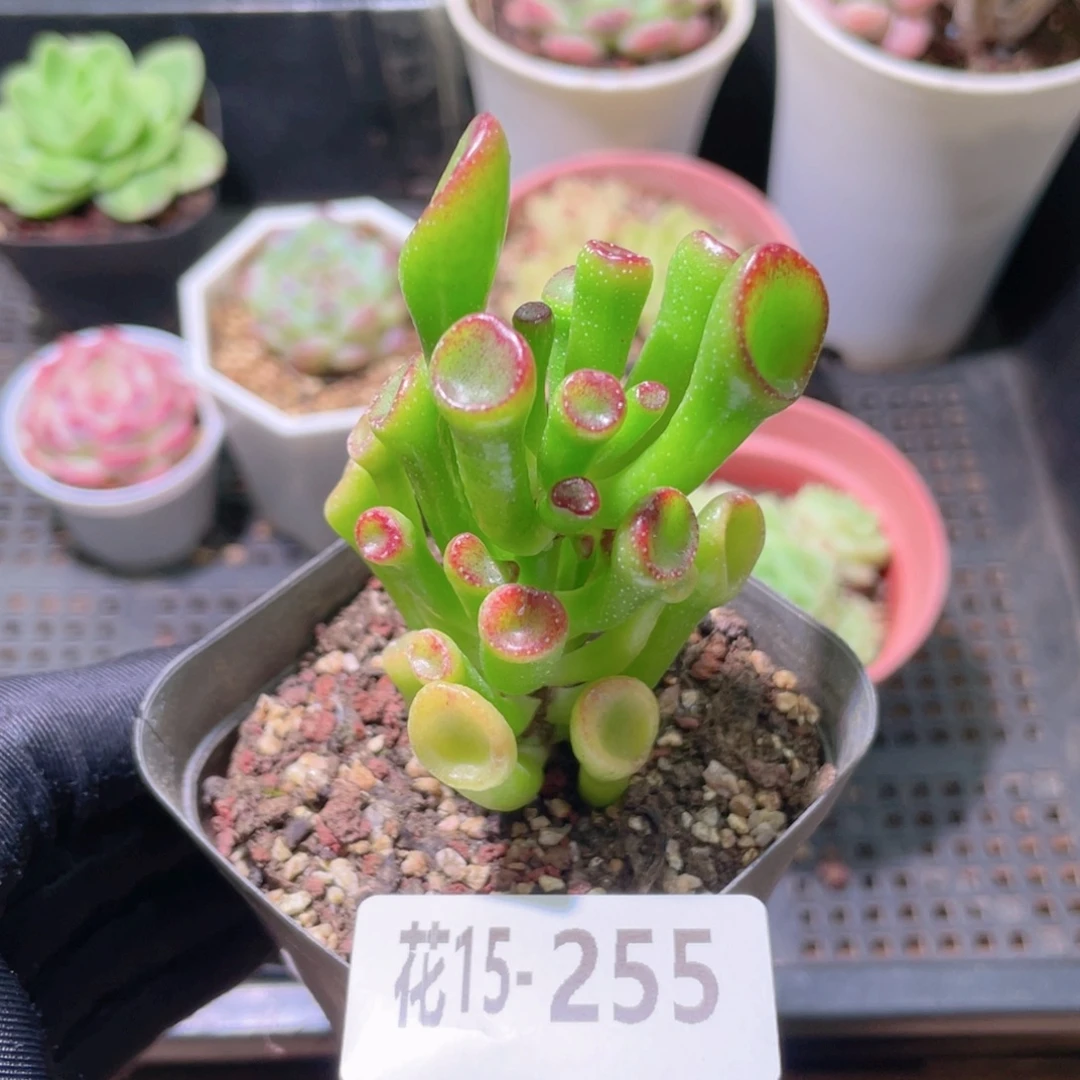 花利美15-255吸财树