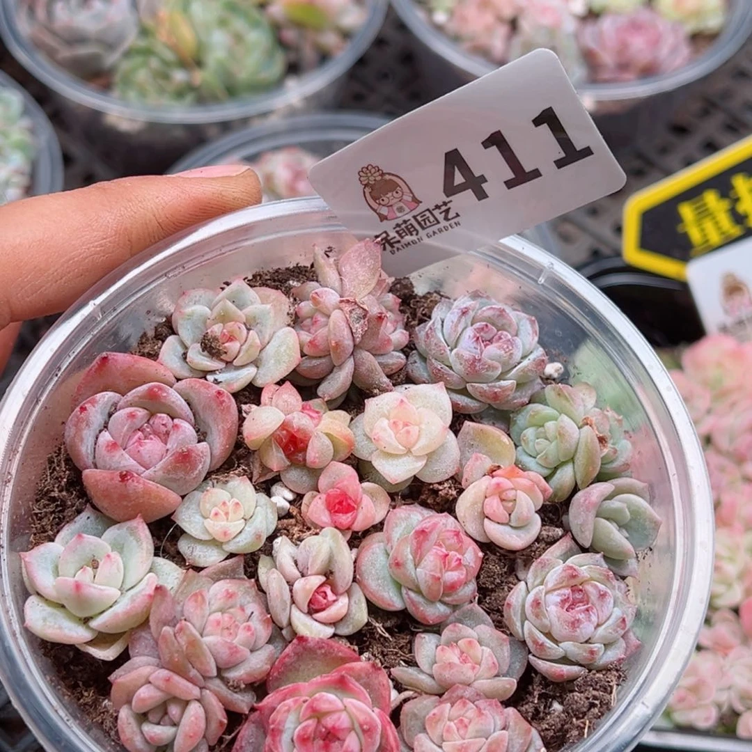 多肉植物多肉植物