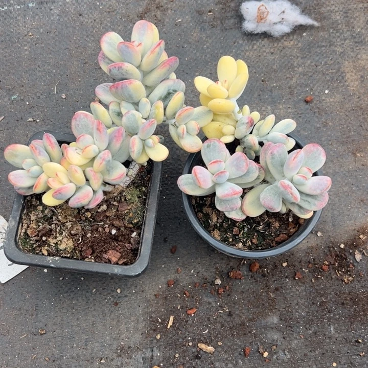 无花朵304号福娘锦无砍两个