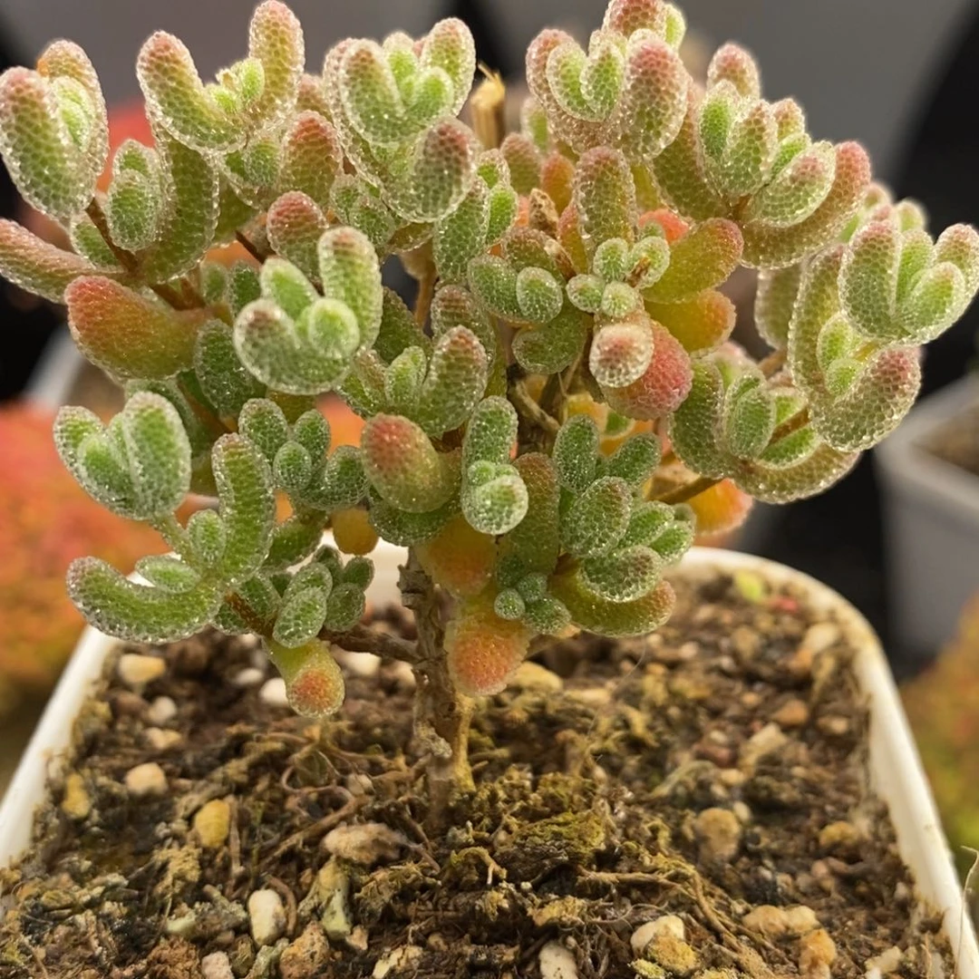 完全开放13号冰晶枝干（6:5cm）