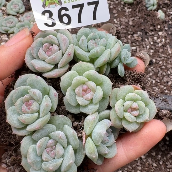 无花朵多肉植物多肉植物