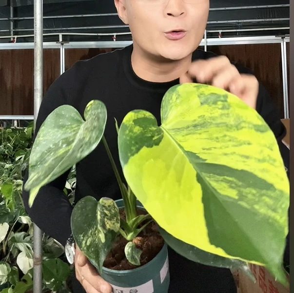 短颈 黄龟原盆福利（不包售后）