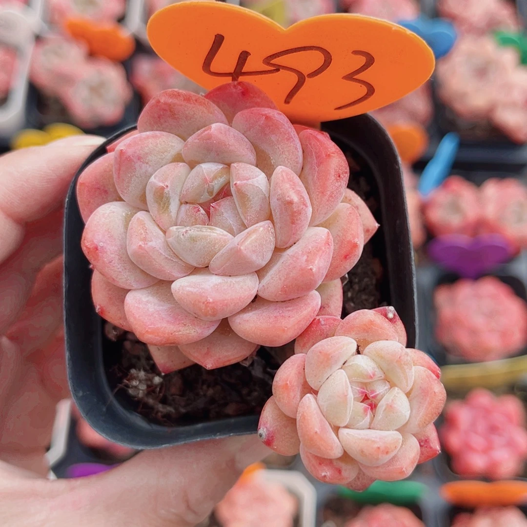 493号小老桩糖心双头