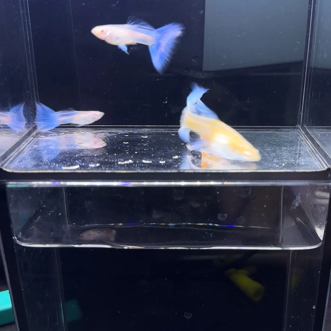 孔雀鱼蓝白大c清港