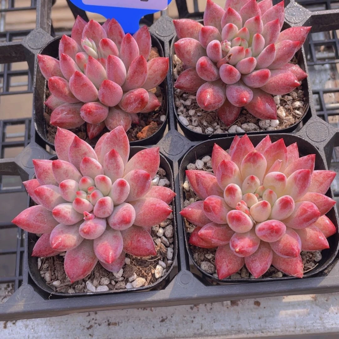 191号 全状态车厘子单头一个