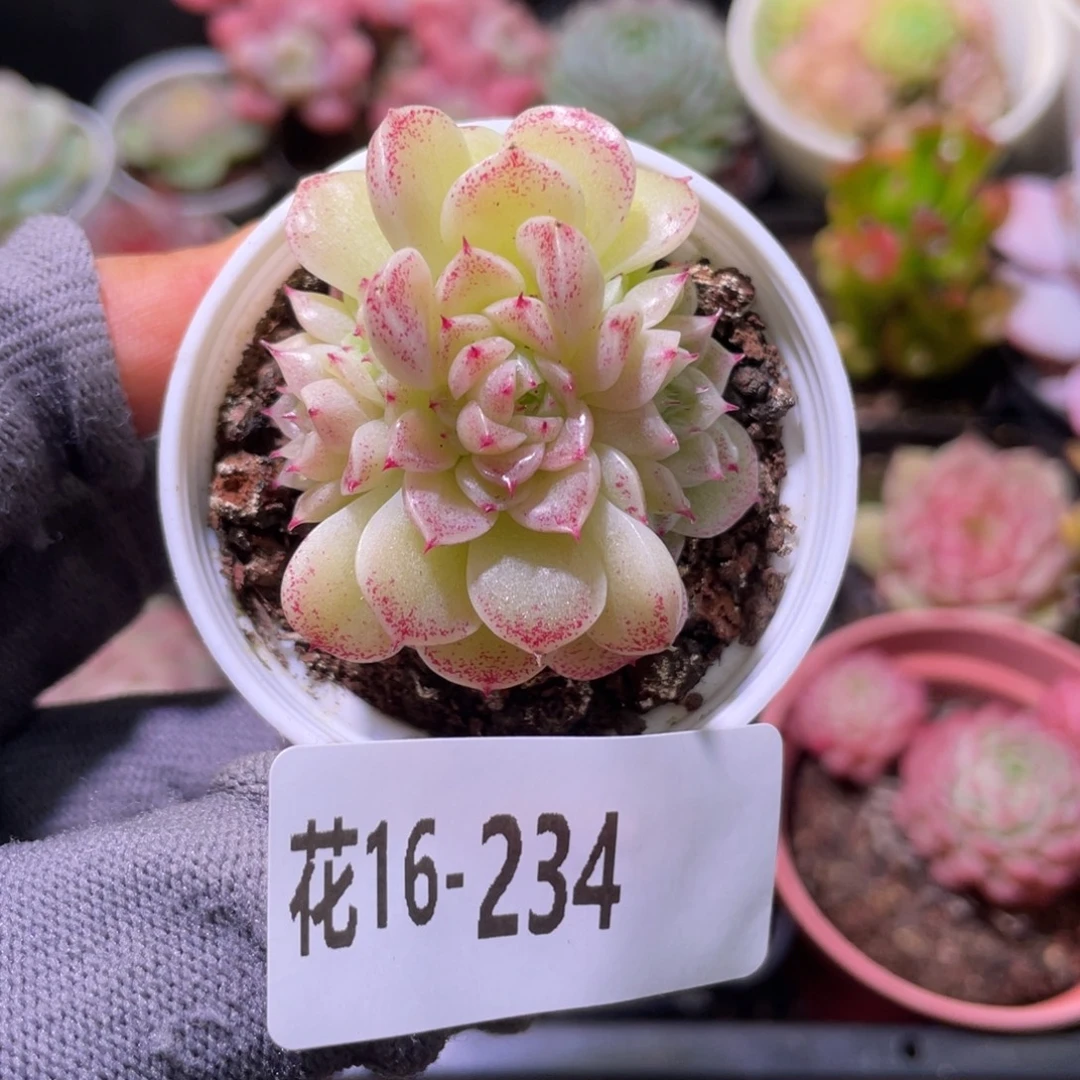 花利美16-234麦秆