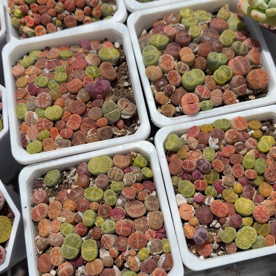 生石花多肉9㎝盆特价