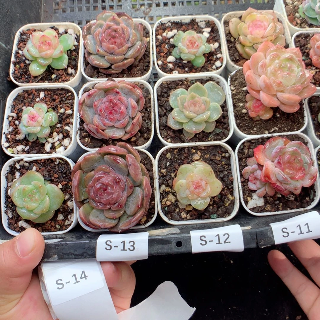 无花朵S13一英语英语