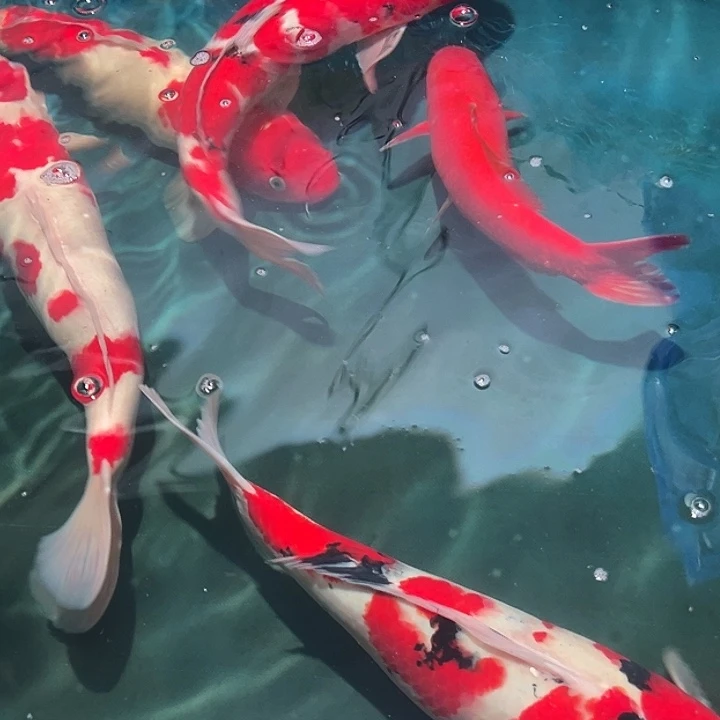 海水鱼漂亮漂亮漂亮