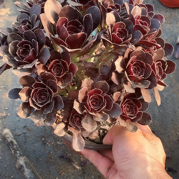 110圆叶黑法师多肉植物