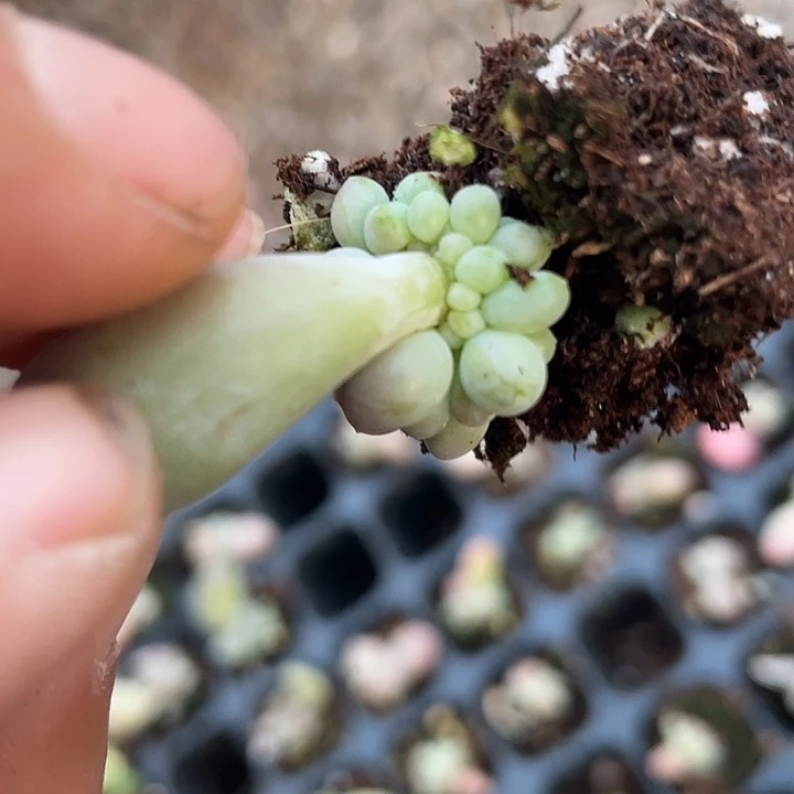 一物一拍满18包邮