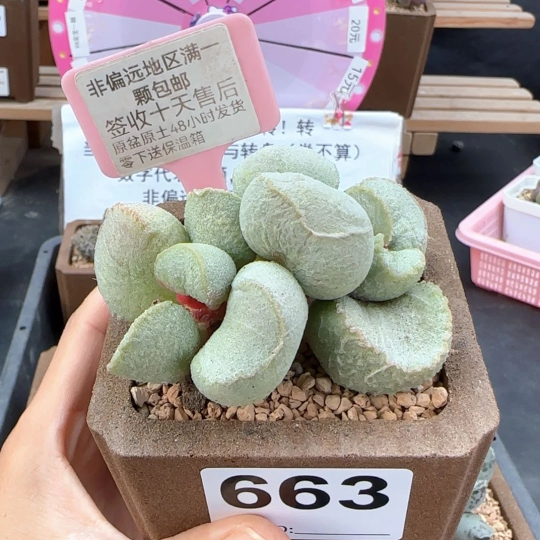 663彩虹翼微瑕多肉