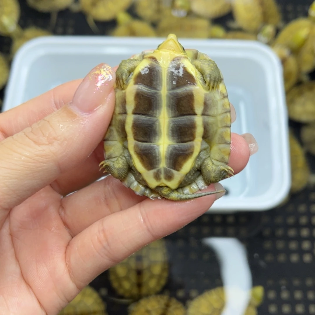 罗***荣不分公母宠物龟12