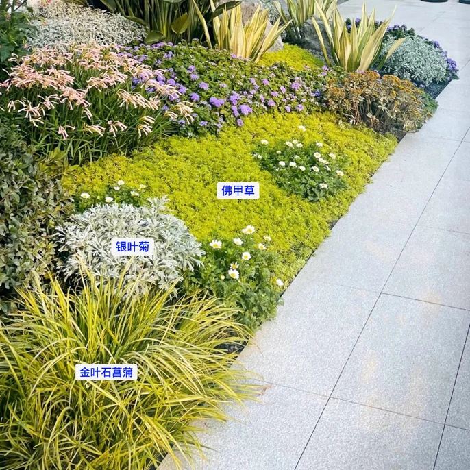 【金叶石菖蒲】耐寒耐热耐旱耐贫瘠低维护别墅庭院阳台