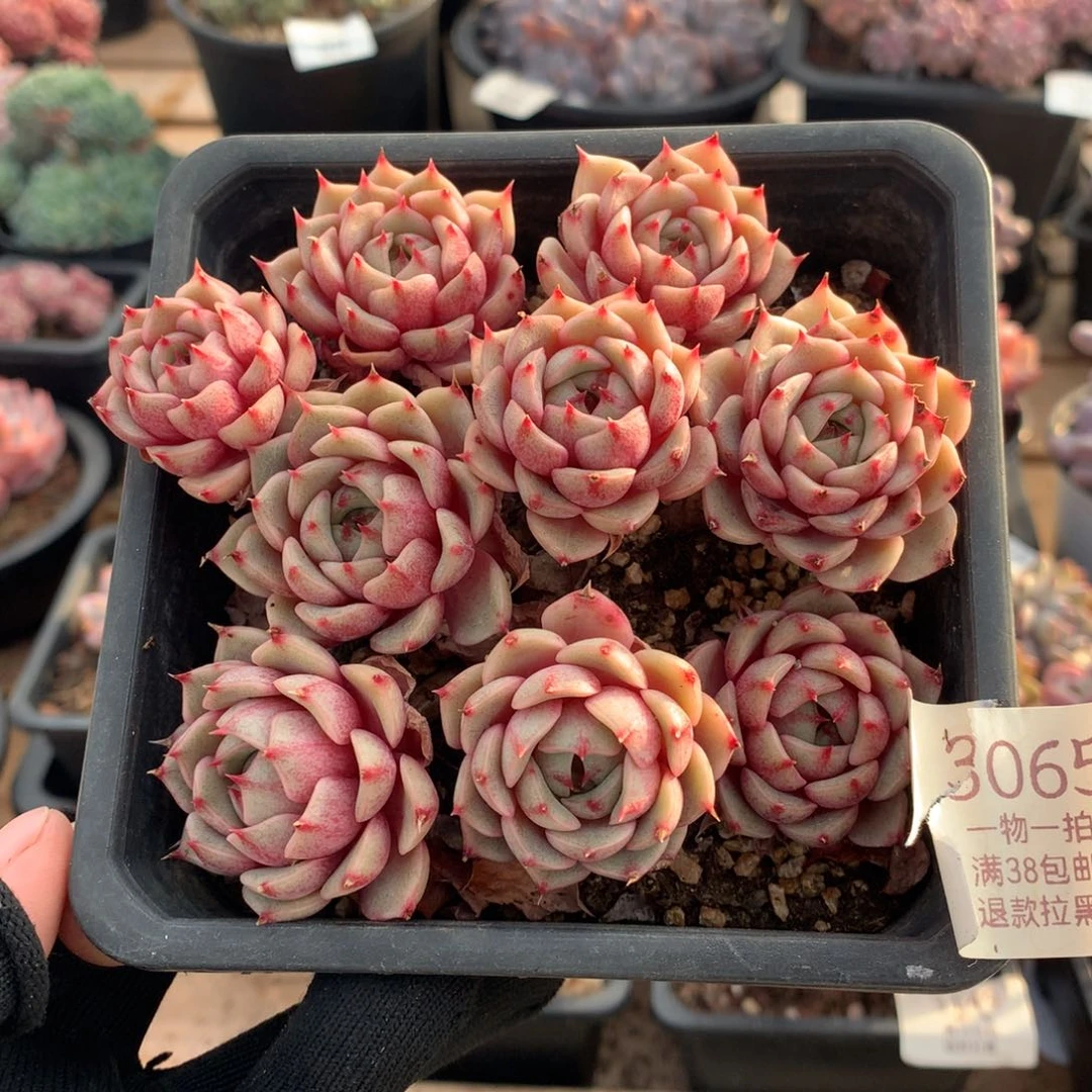 12.5厘米有砍苯巴3065