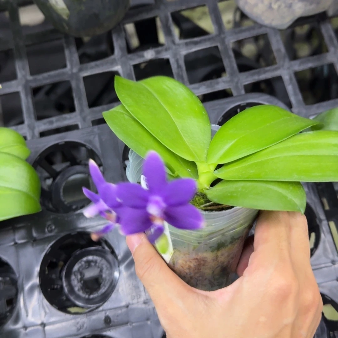 完全开放蓝心交紫宝石