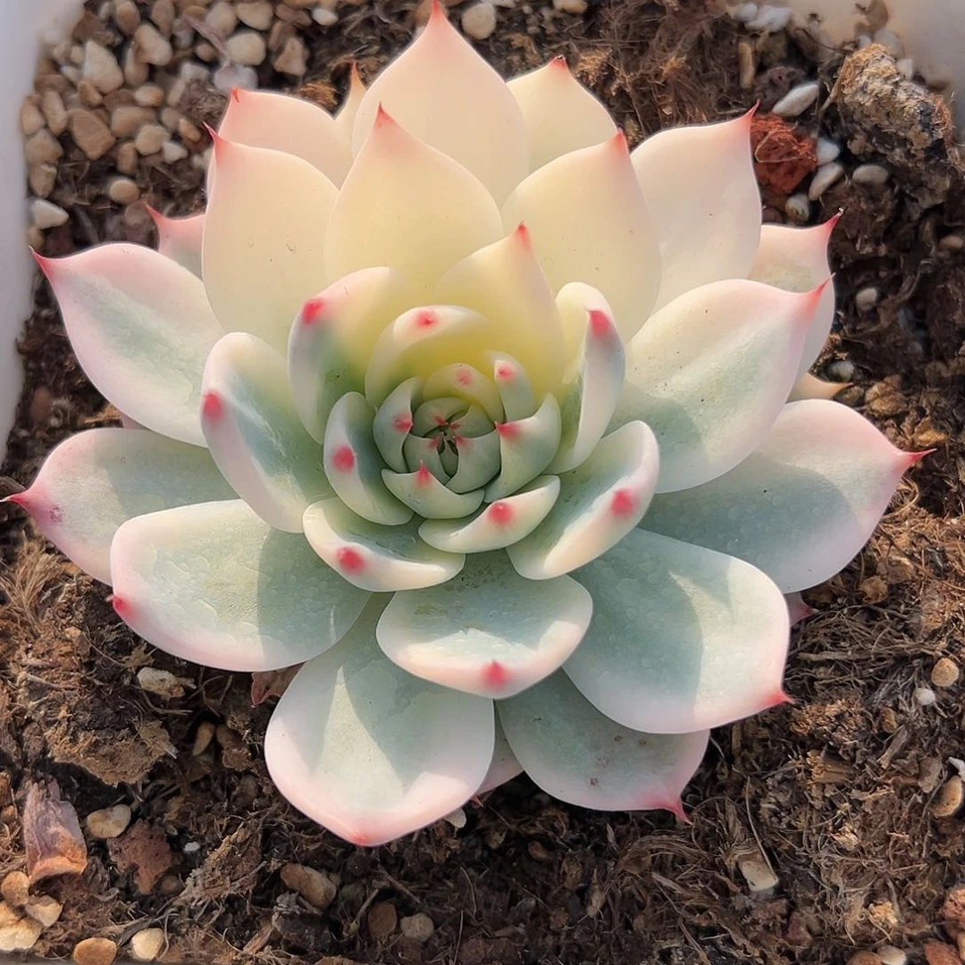 吉娃娃锦，半覆轮锦