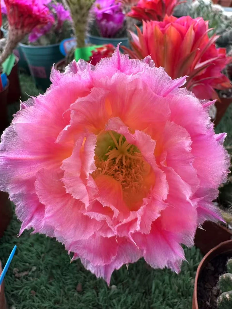 彩CC008罗伊，环境不同，花色花型深浅不同属于正常，介意勿拍！