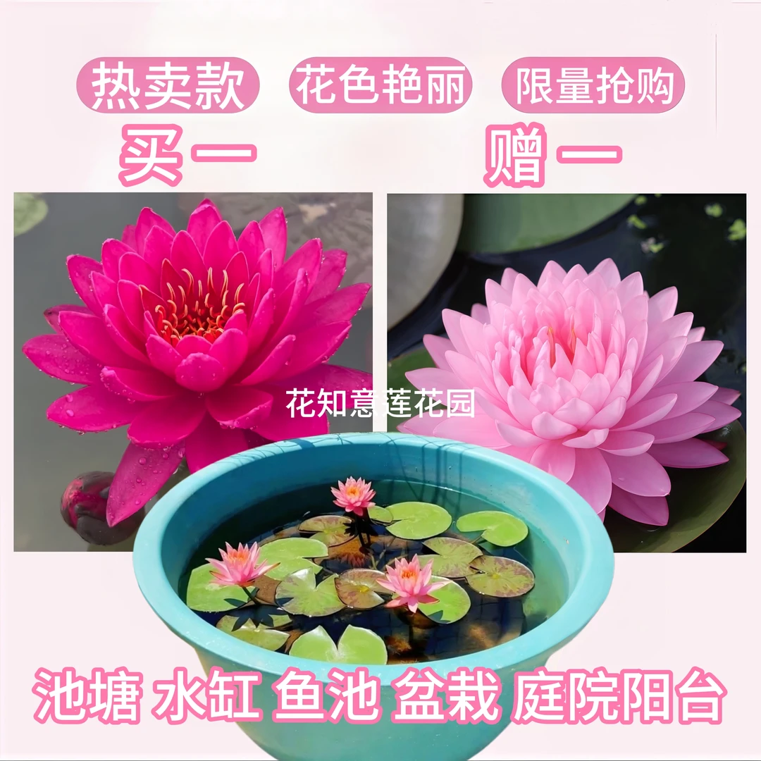 买一赠一睡莲四季水培植物带芽池塘莲花根块水养花卉盆栽鲜花睡莲