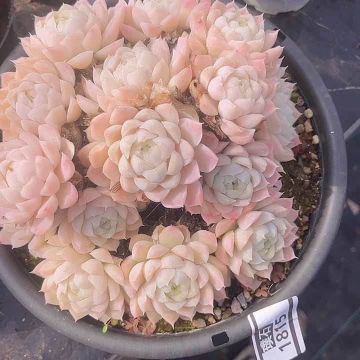白月影1815多肉植物