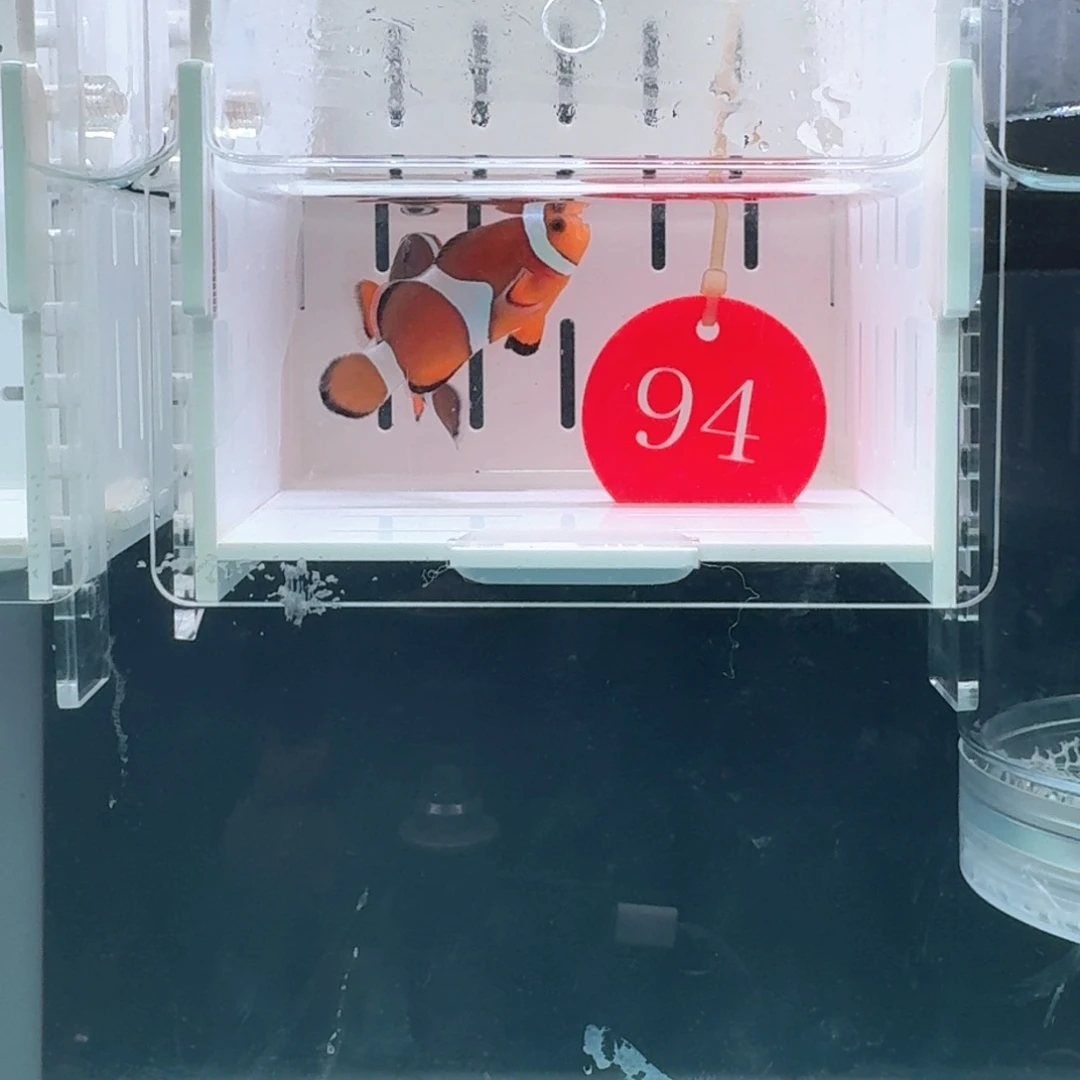 海水鱼4.5+配4+精品黑边公子一对