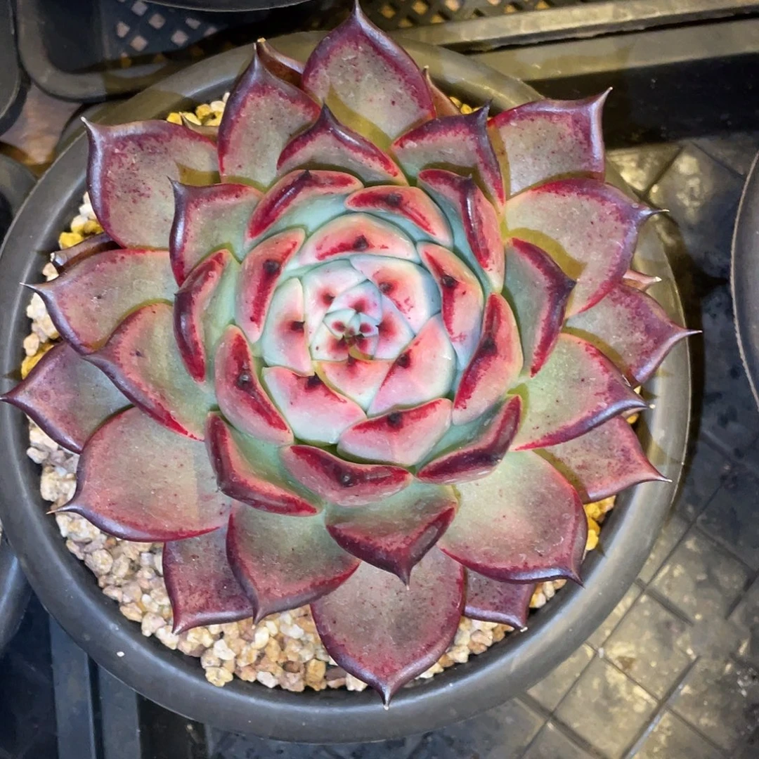 多肉植物一物一拍