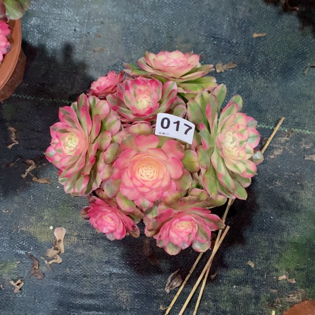 心荔枝017多肉17冠服