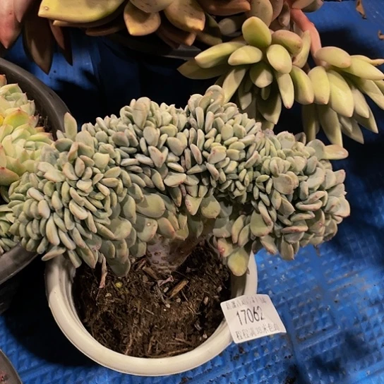 ?*天玛瑙缀17062多肉