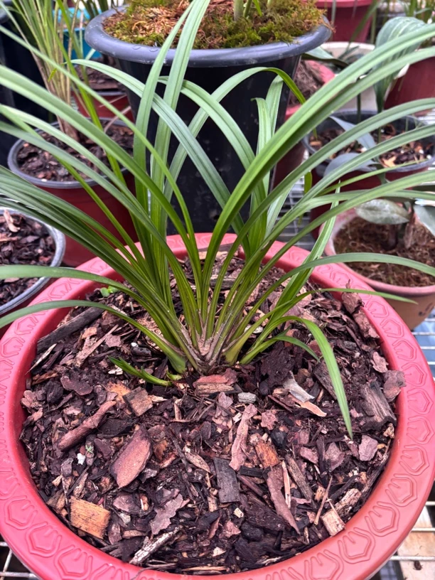 贵州本地分株种植兰花花香色美颜色亮丽翠芦莉