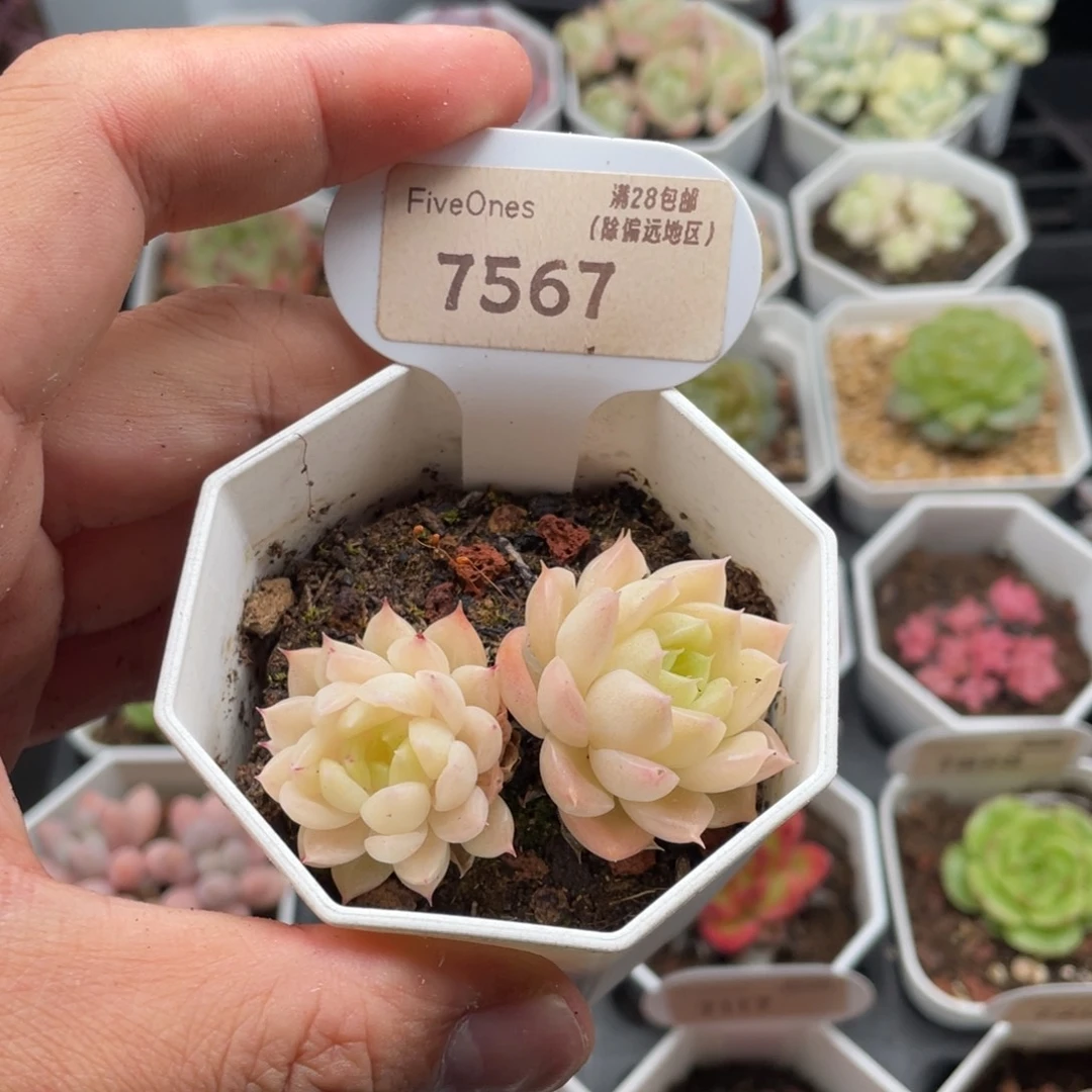 麦秆7567-5.5厘米