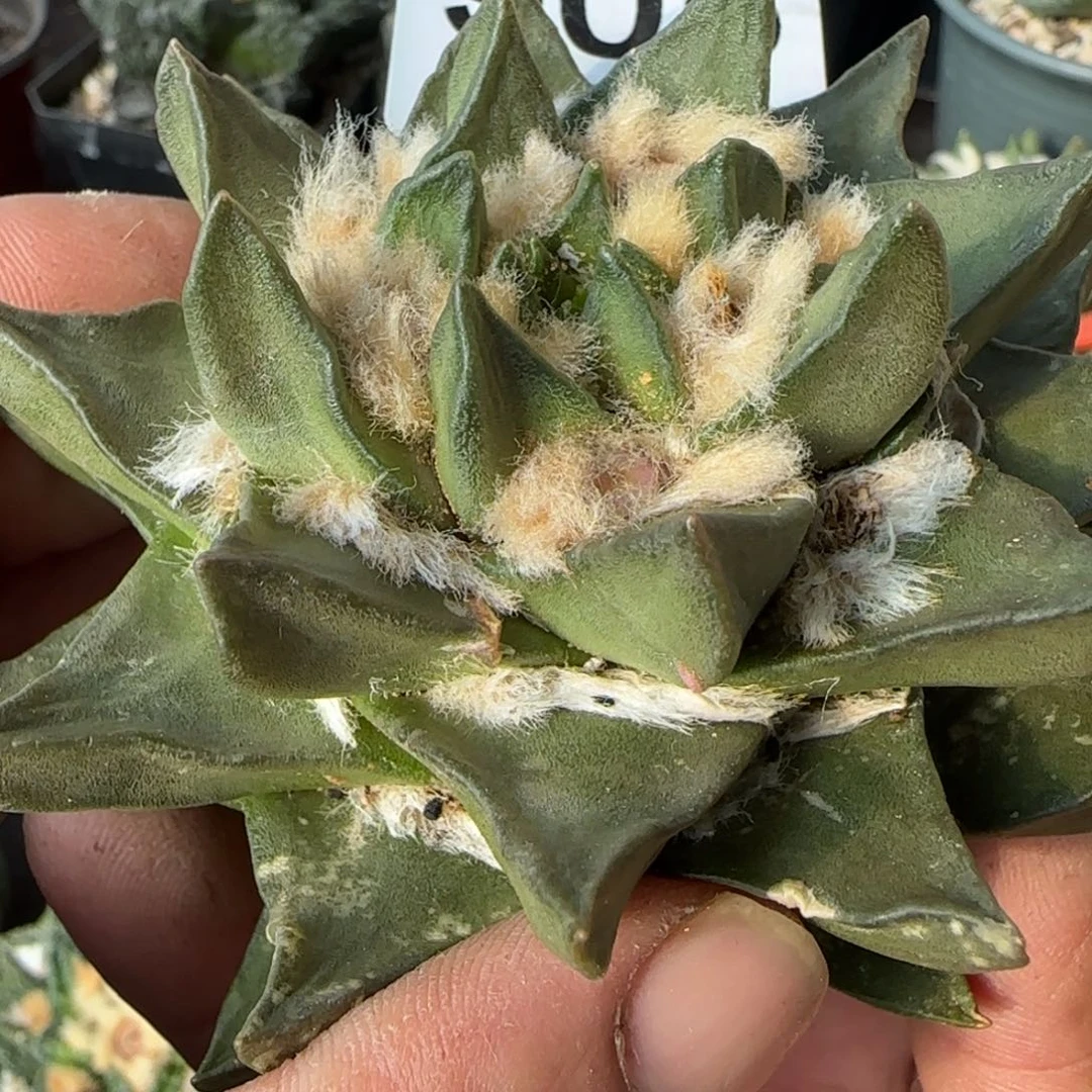 【闪购商品】自**人龙角905