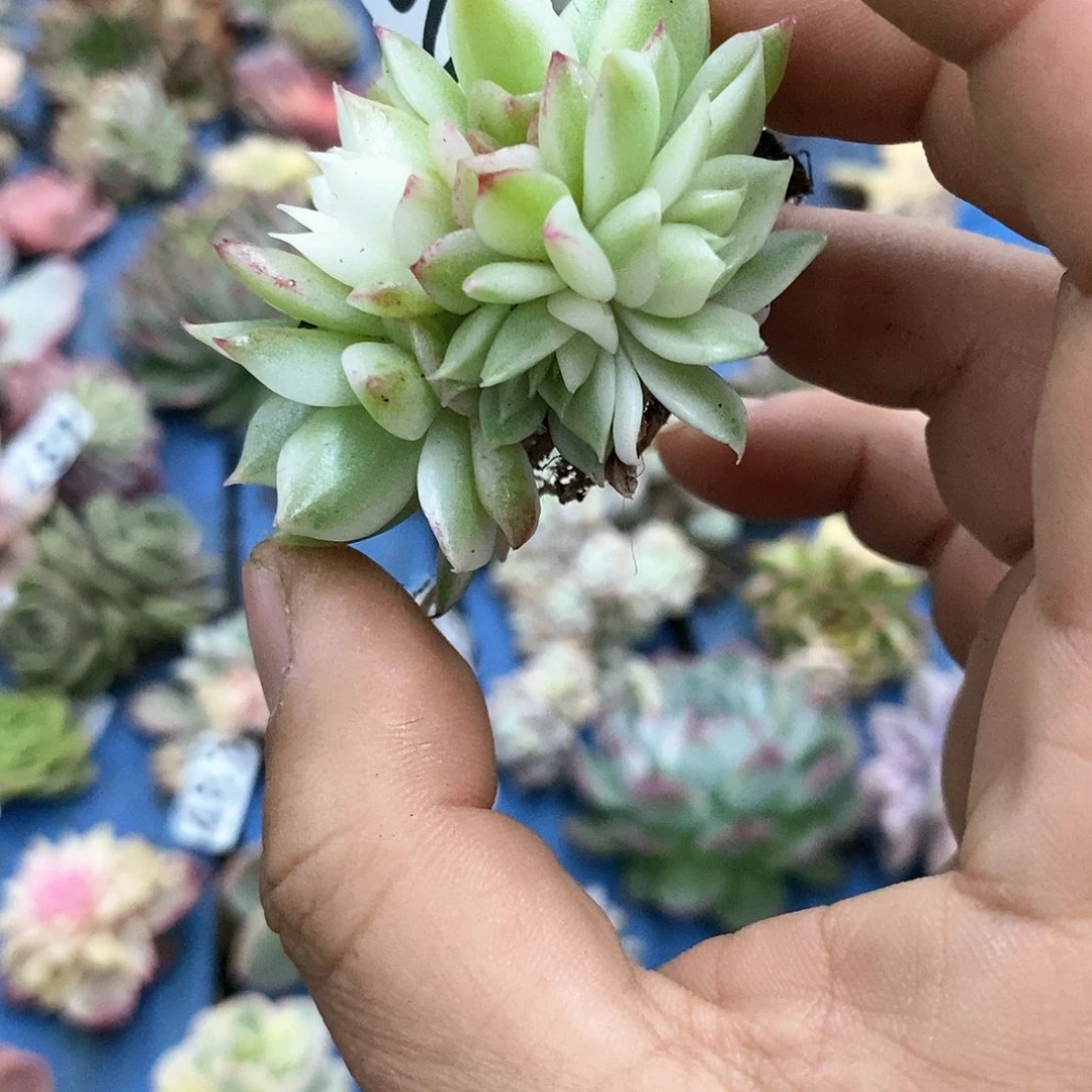 490黑水晶锦多肉植物哇啦塞